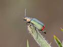 Malachius bipustulatus (Common Malachite Beetle).jpg